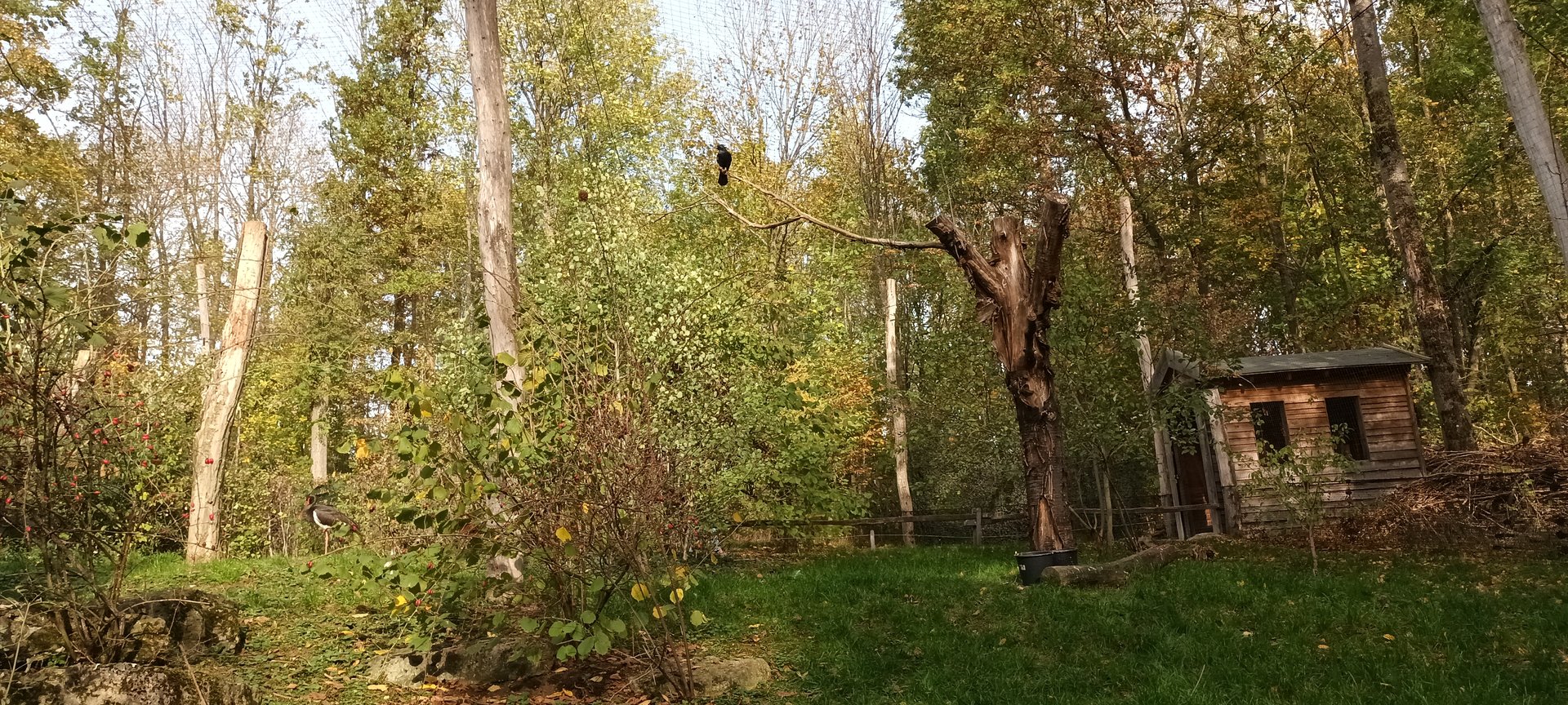 Inside the Eurasian walkthrough Aviary