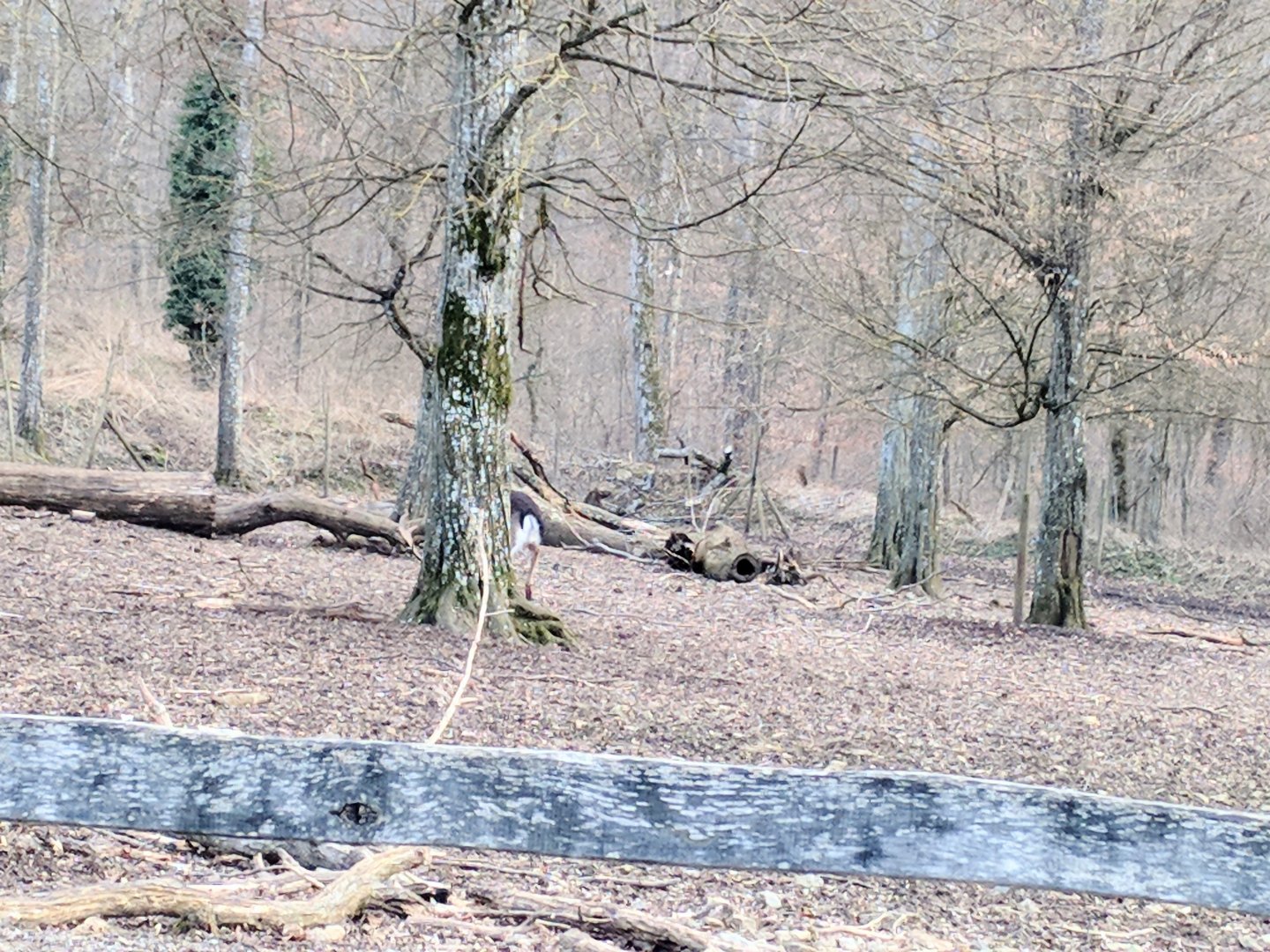 Inside the European fallow Deer Enclosure