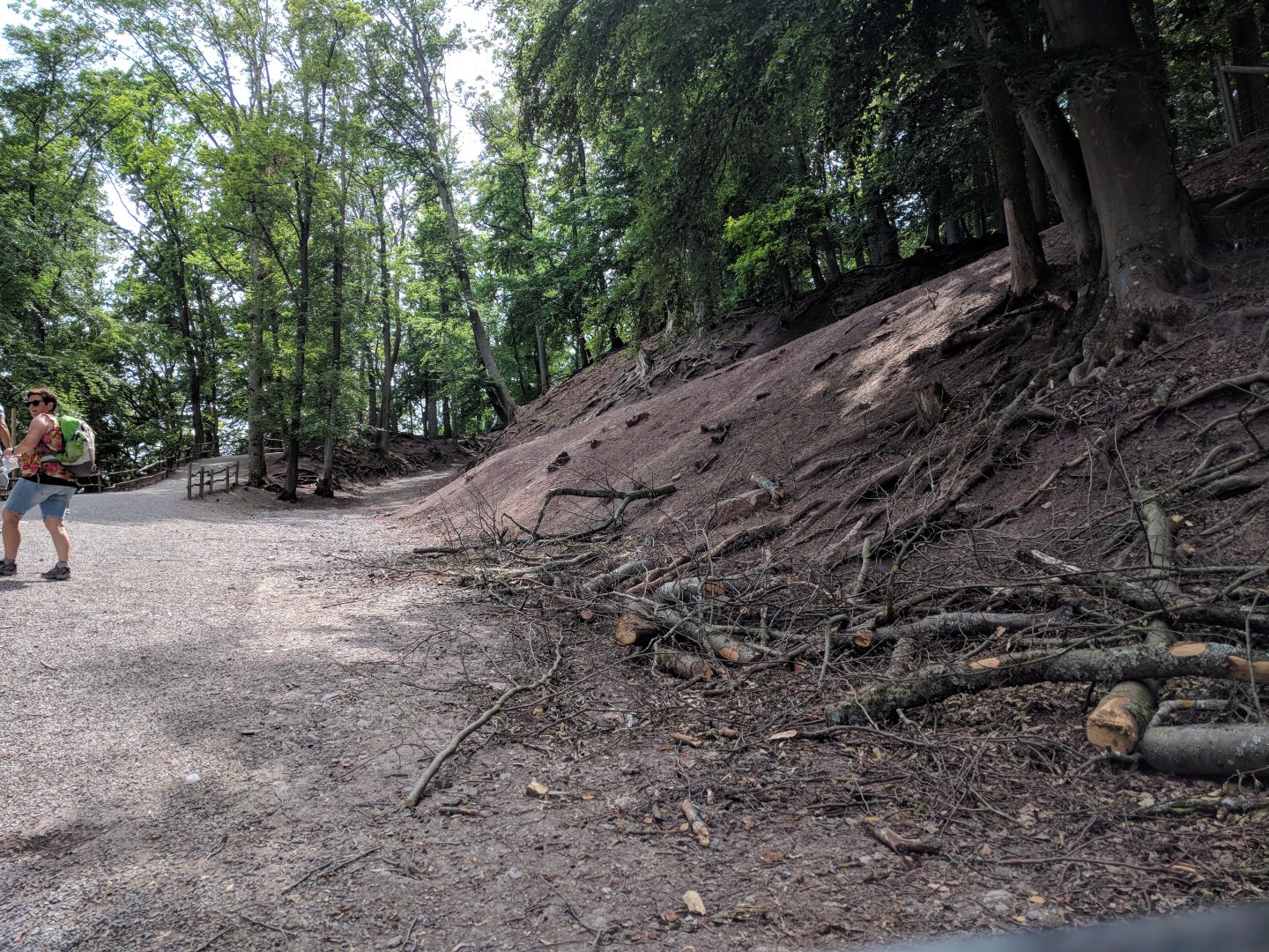 Inside the European Mouflon Walkthrough