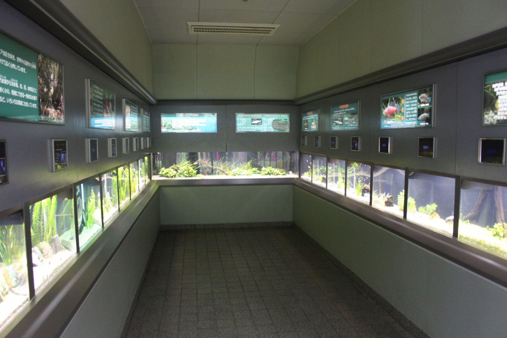 Inside the freshwater aquarium