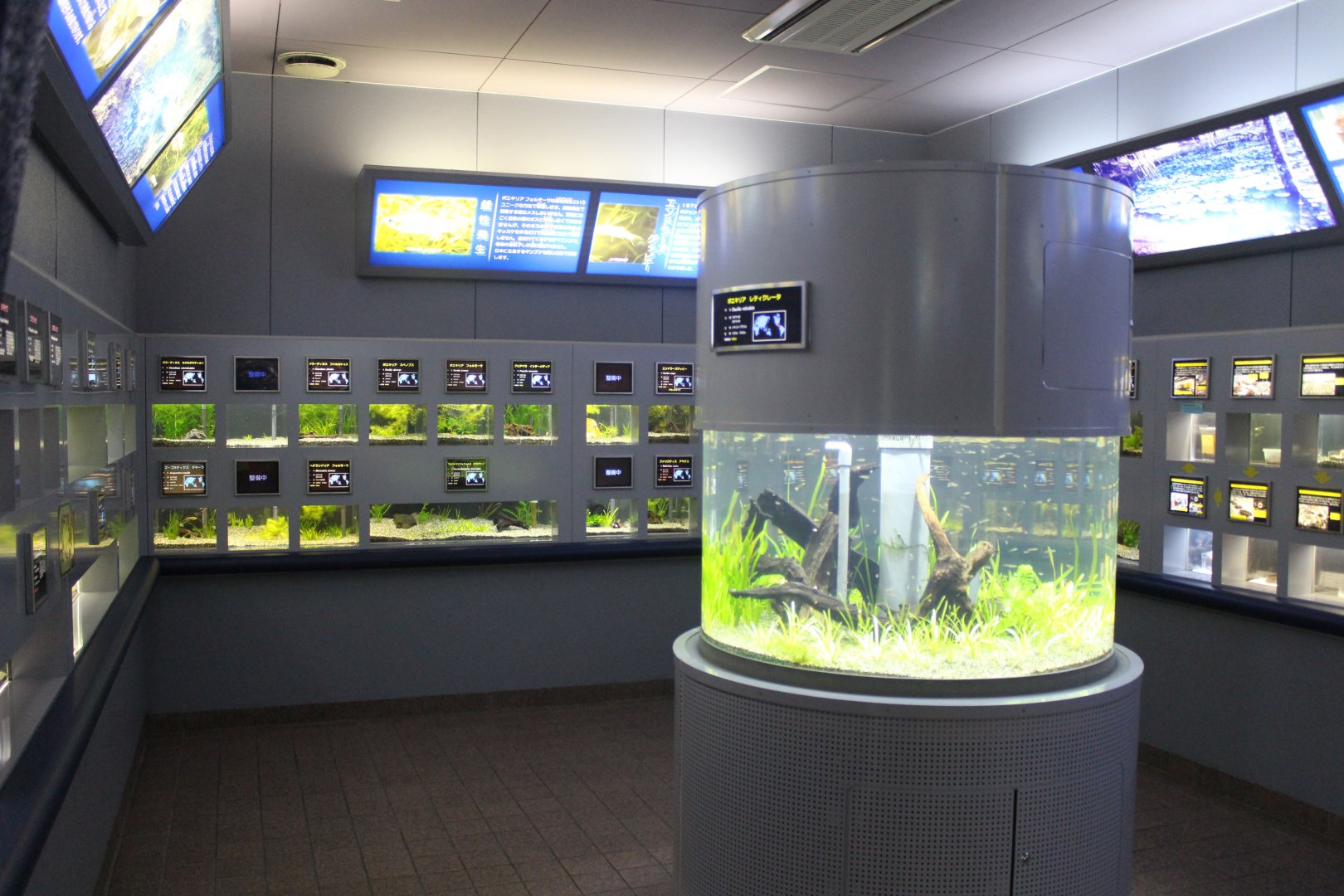Inside the freshwater aquarium