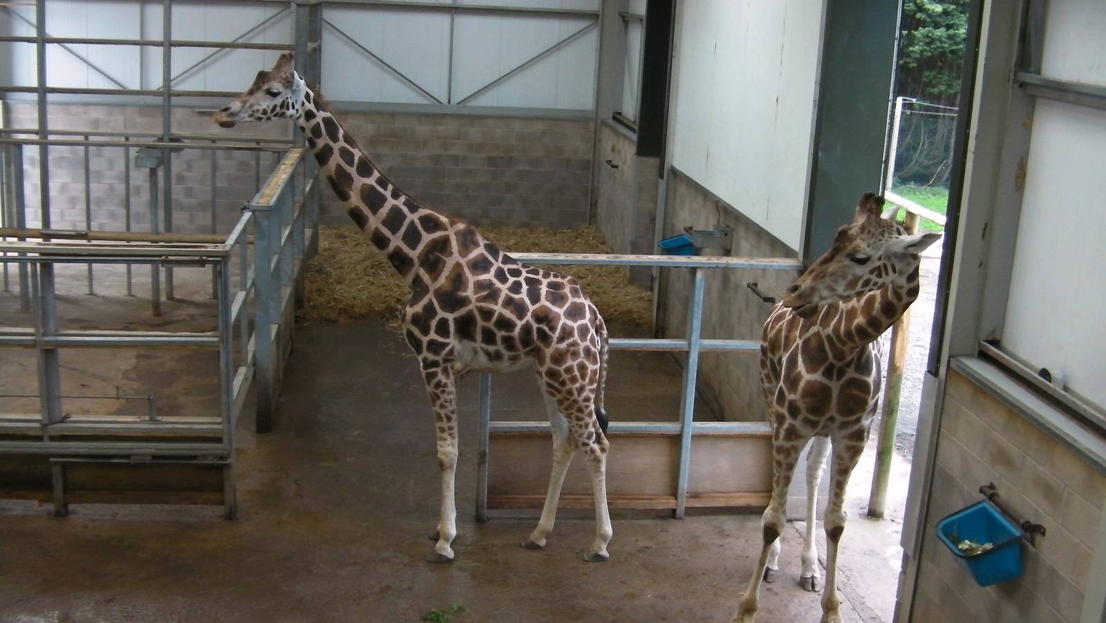Inside the Giraffe House - 26.08.2011