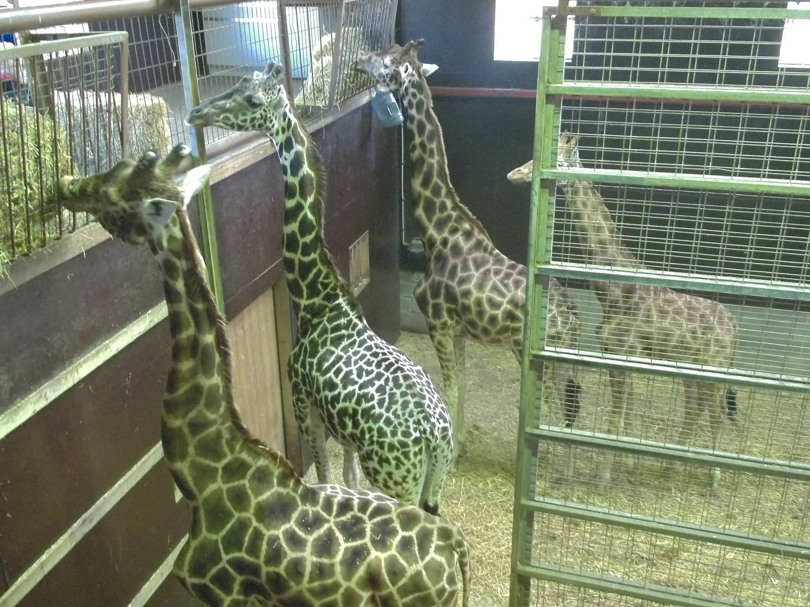 Inside the Giraffe House (hybrids), 30th December 2014