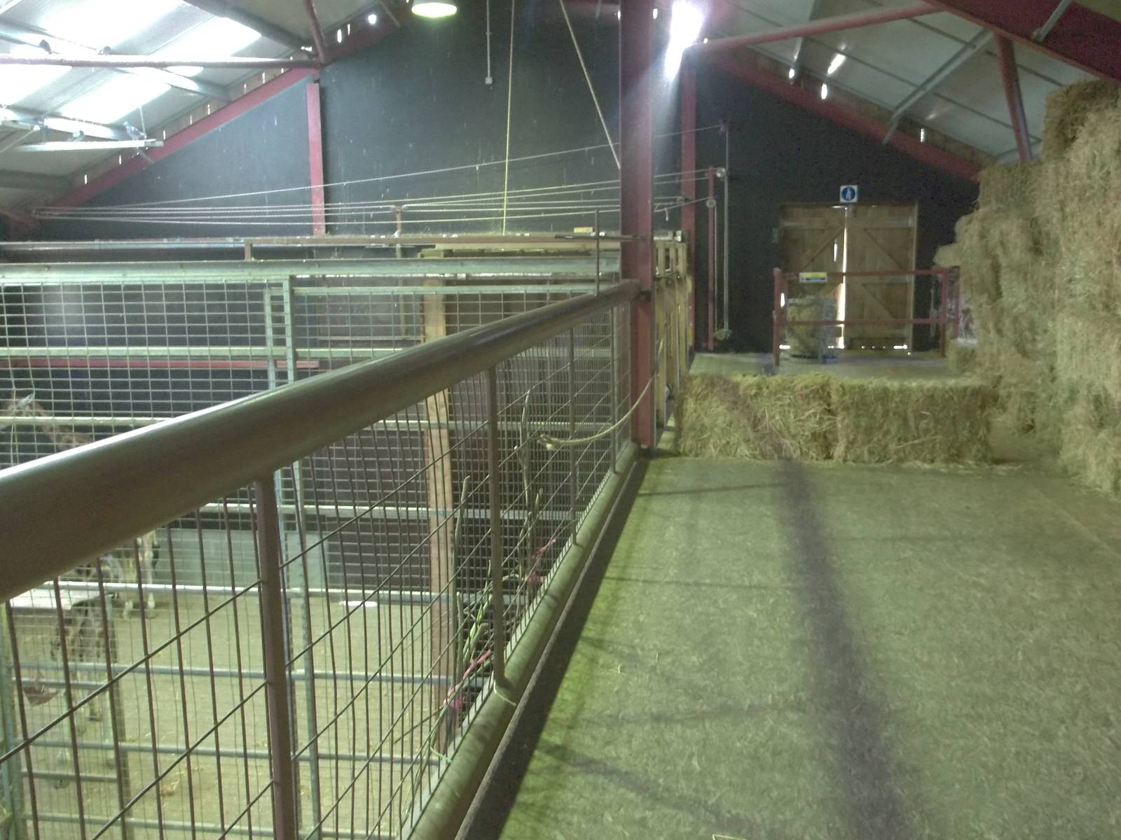 Inside the Giraffe House (hybrids), 30th December 2014