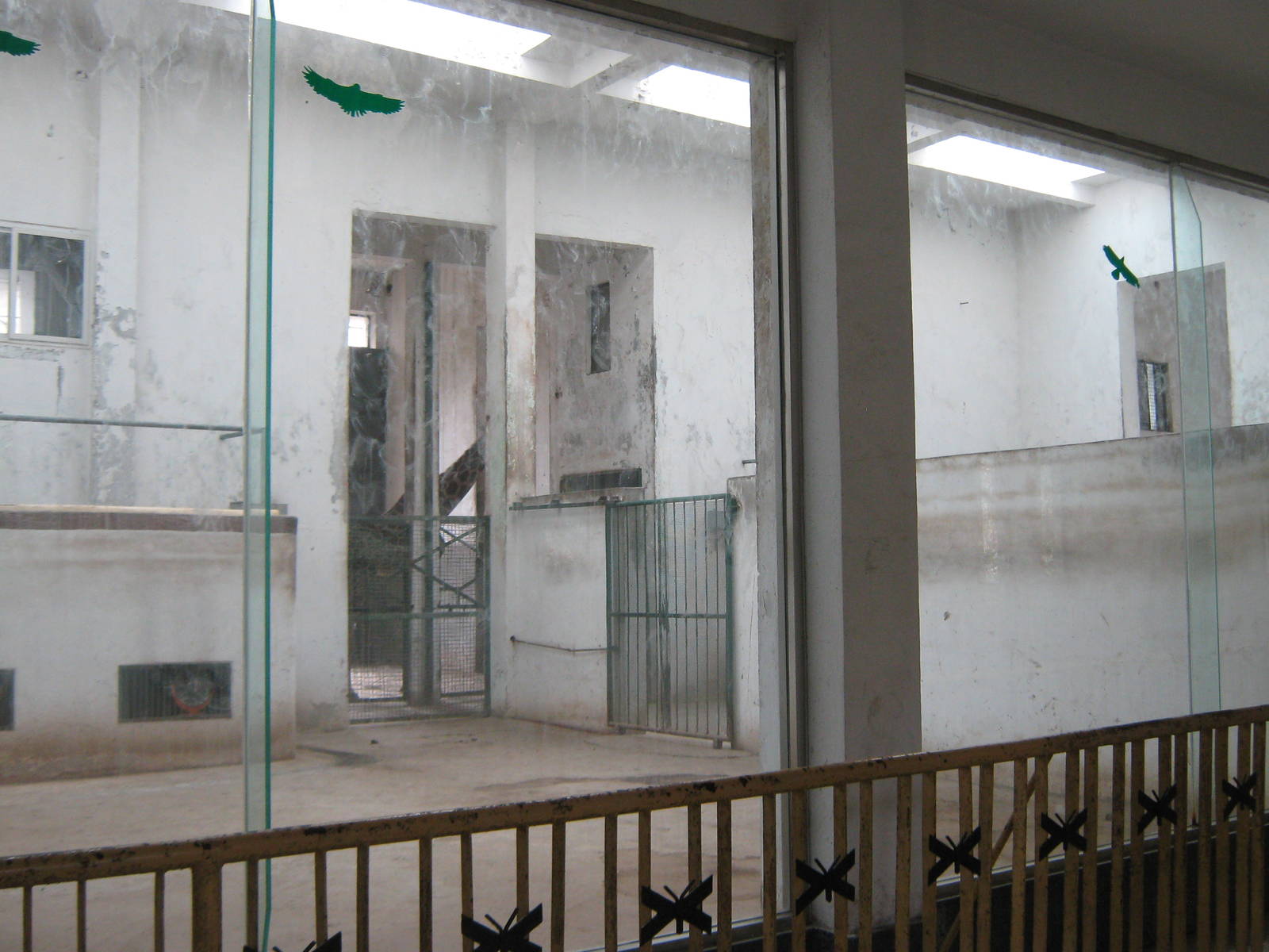 inside the giraffe house