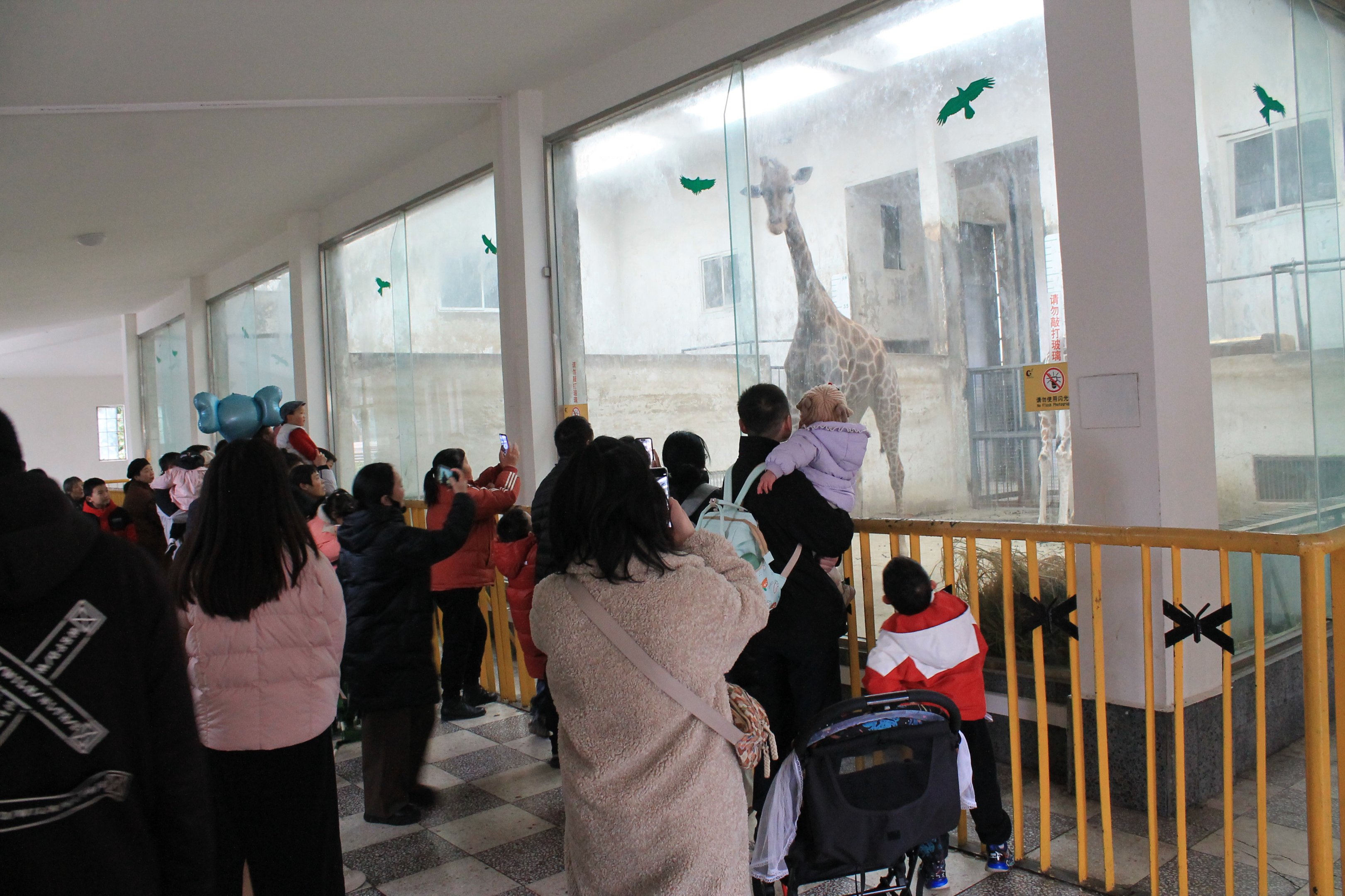 Inside the Giraffe house