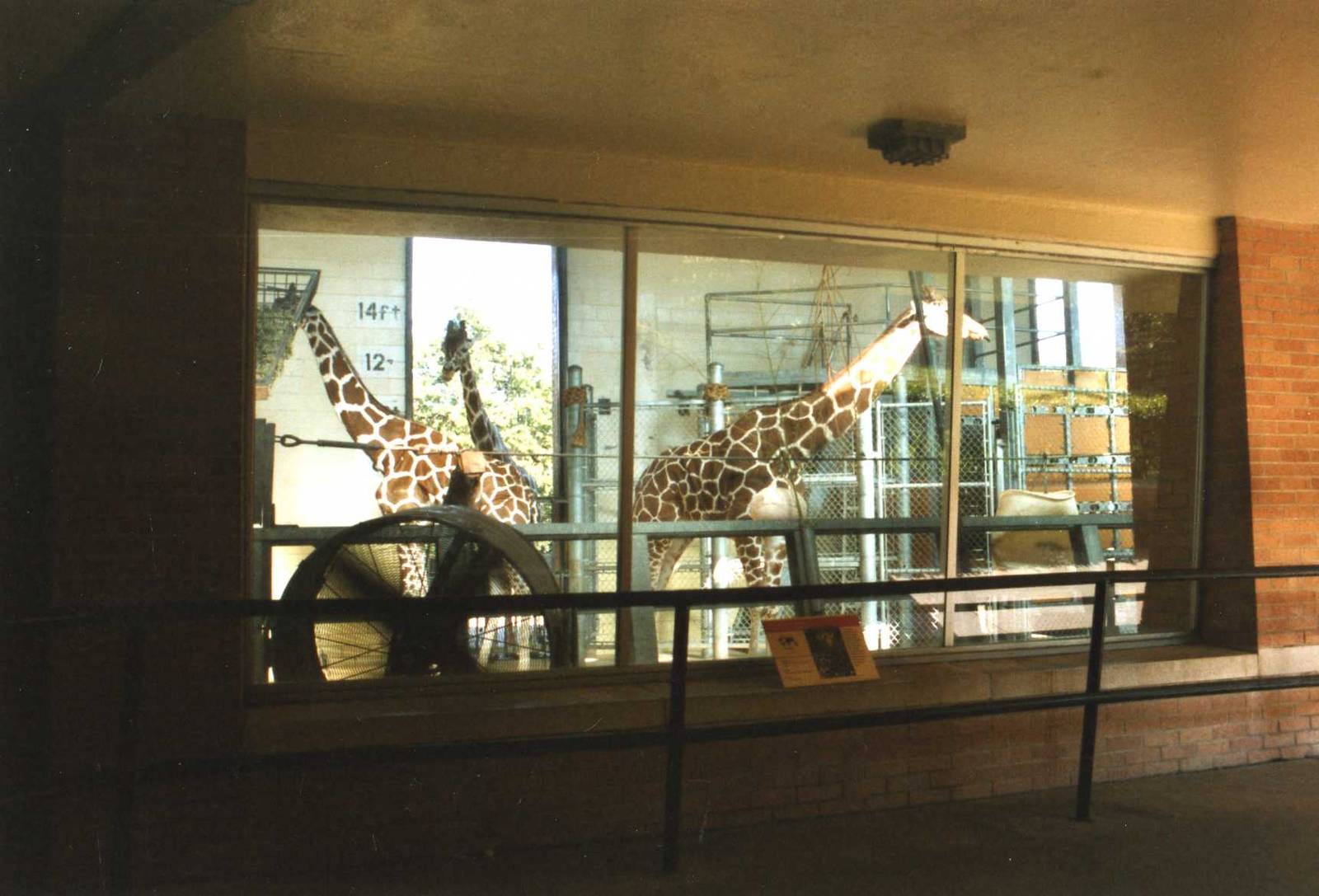Inside the giraffe stall