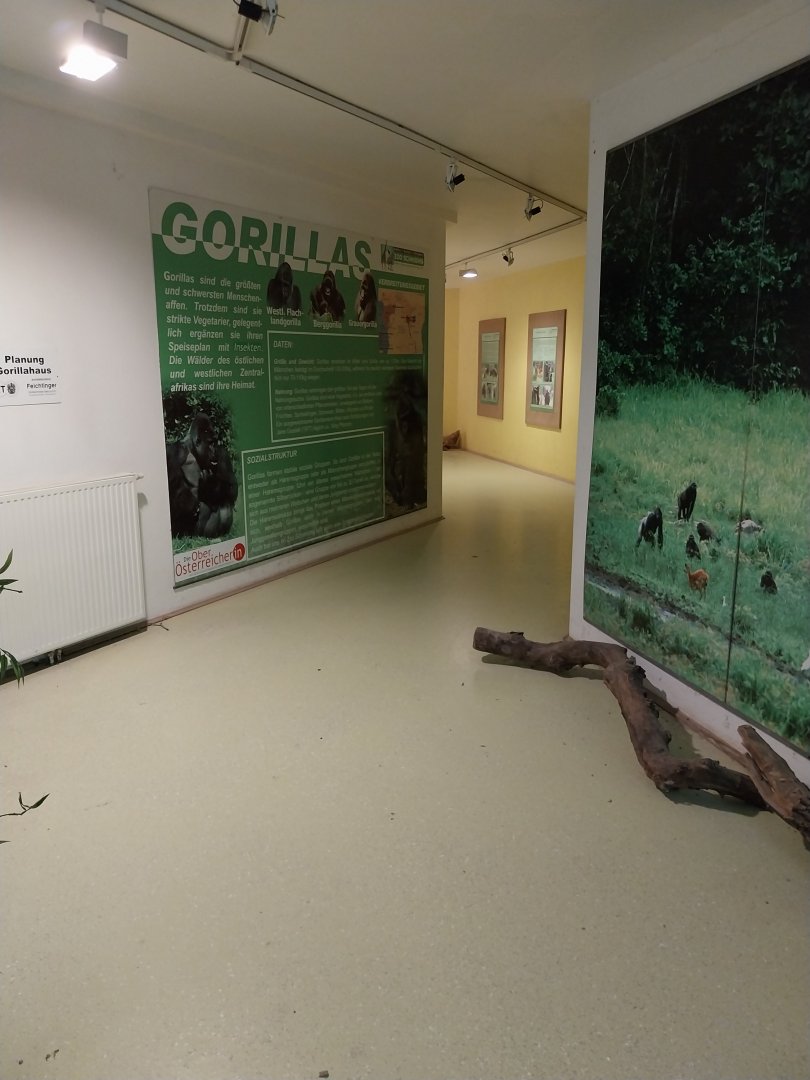 Inside the Gorilla Bai