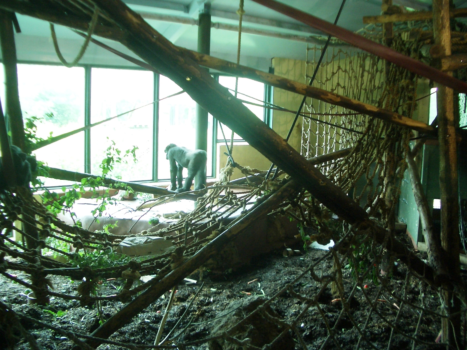 Inside the Gorilla House - 27.07.2010
