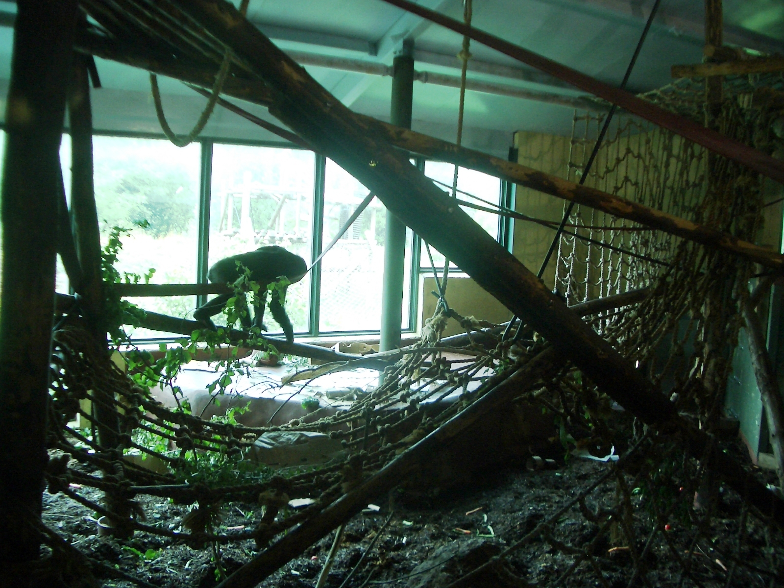 Inside the Gorilla House - 27.07.2010
