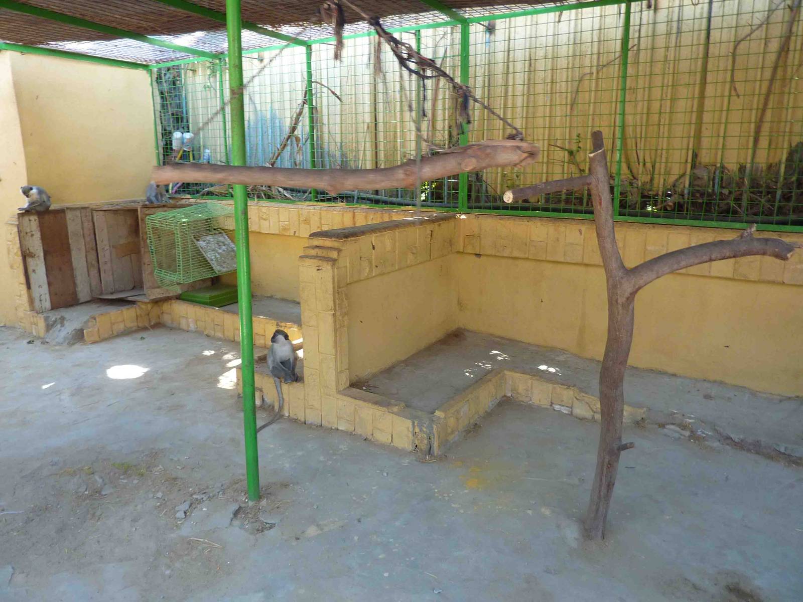 Inside the grivet cage, April 2013.