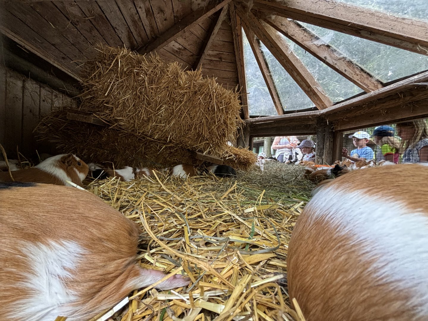 Inside the Guinea Pig Enclosure at Wildpark Poing