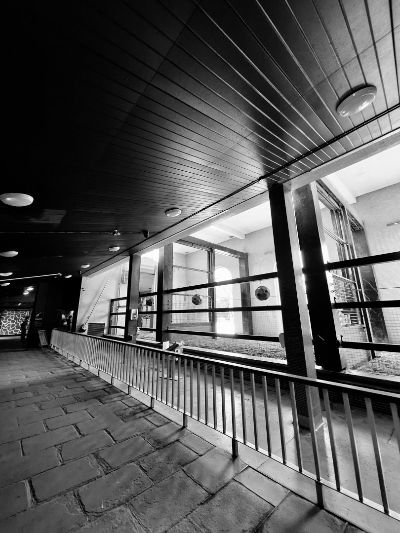 Inside the historic Giraffe house- 11th July 2025