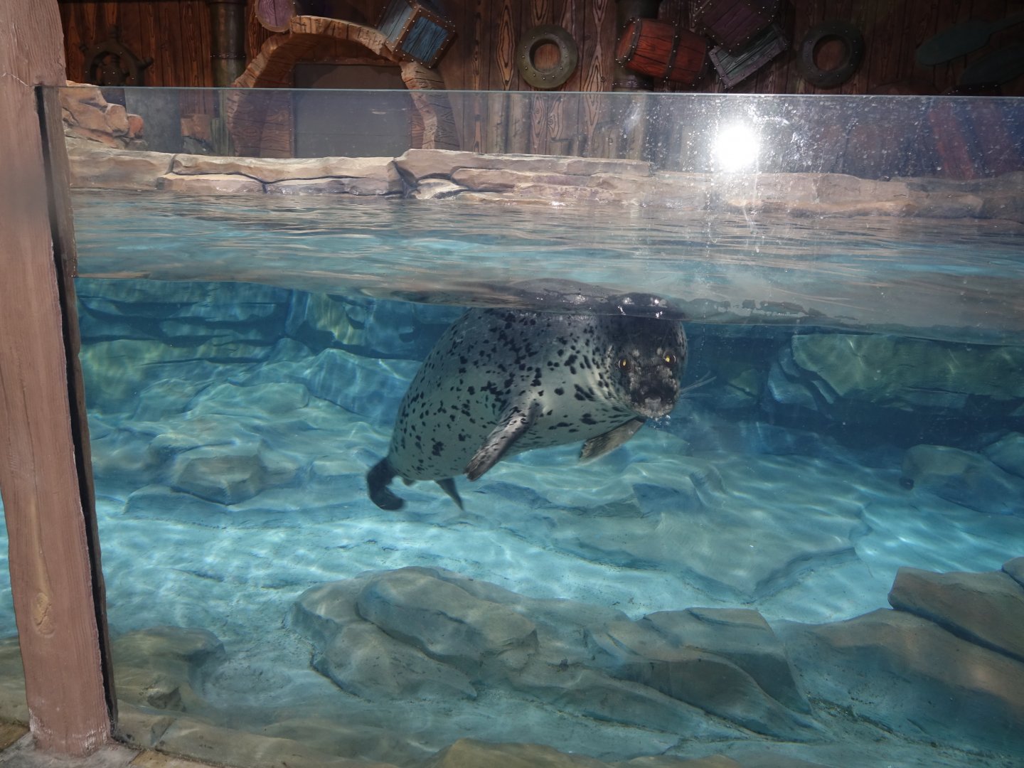 inside the house of spotted seals - 16.04.2018