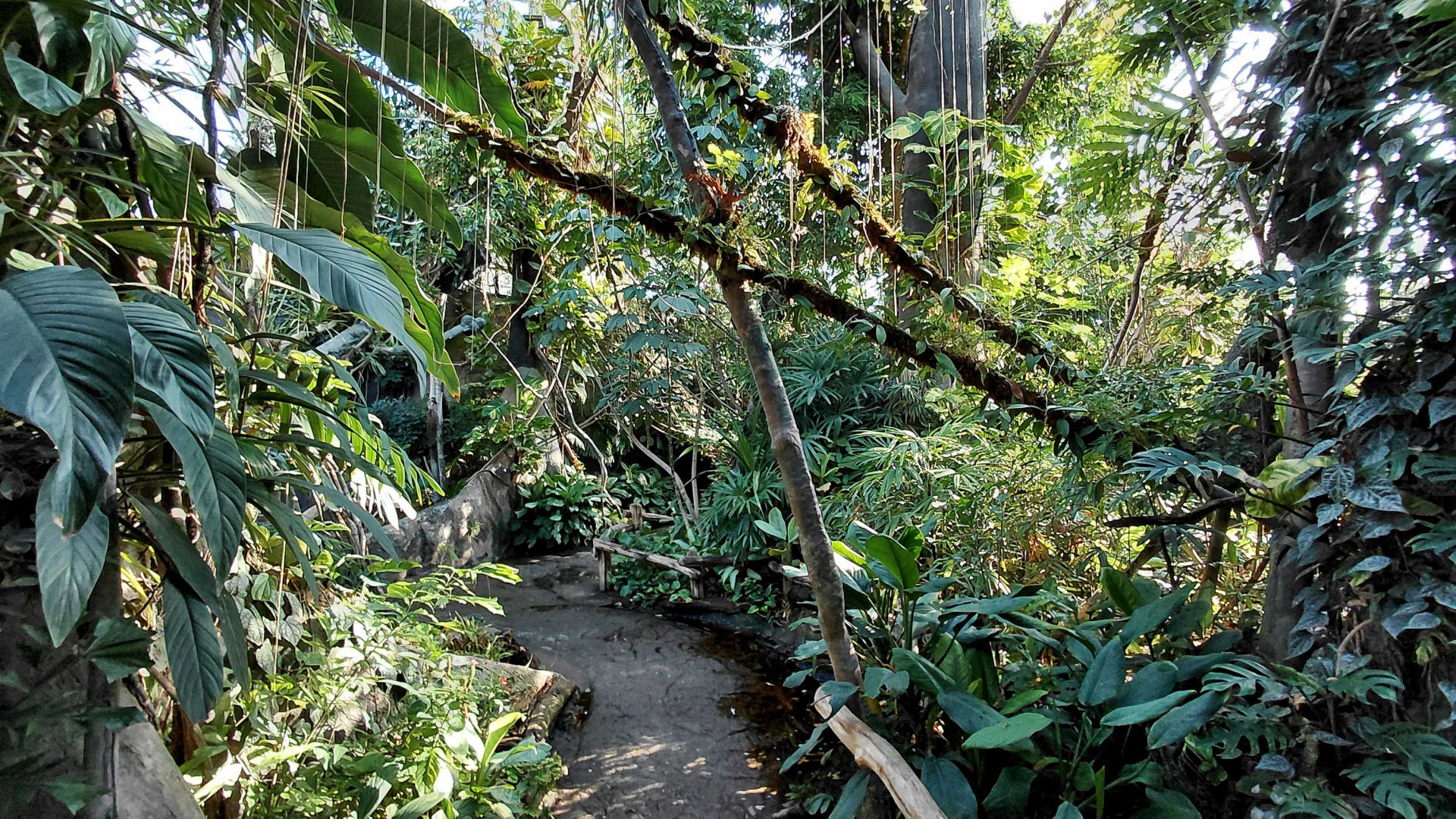 Inside the Indonesian Jungle