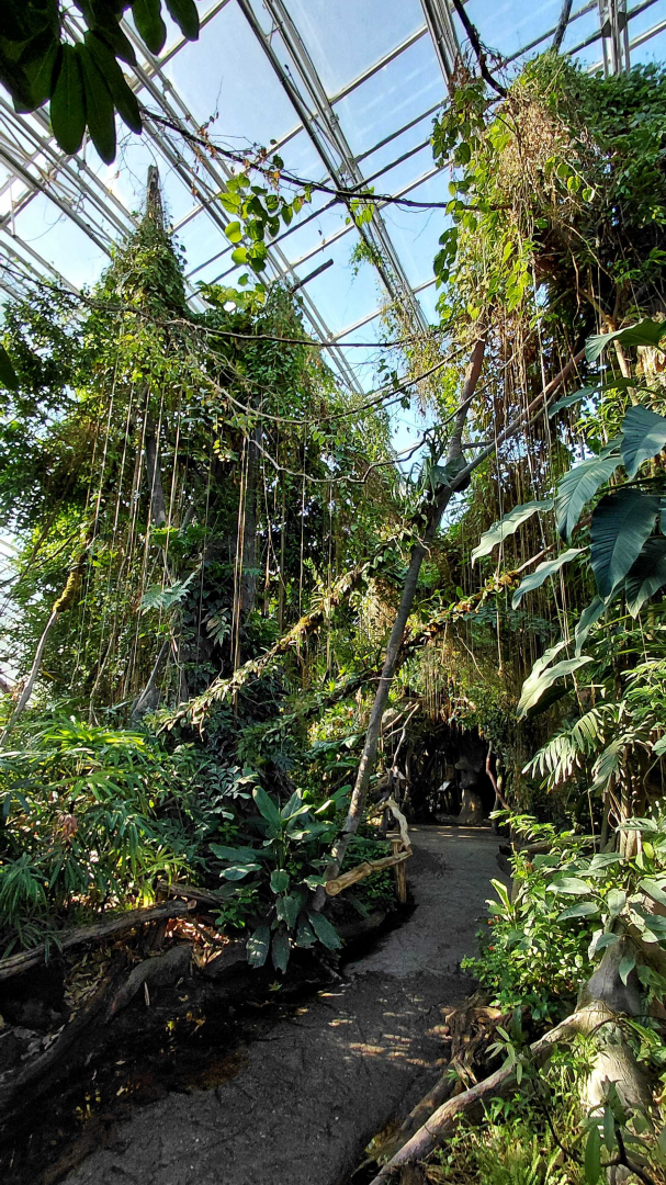 Inside the Indonesian Jungle