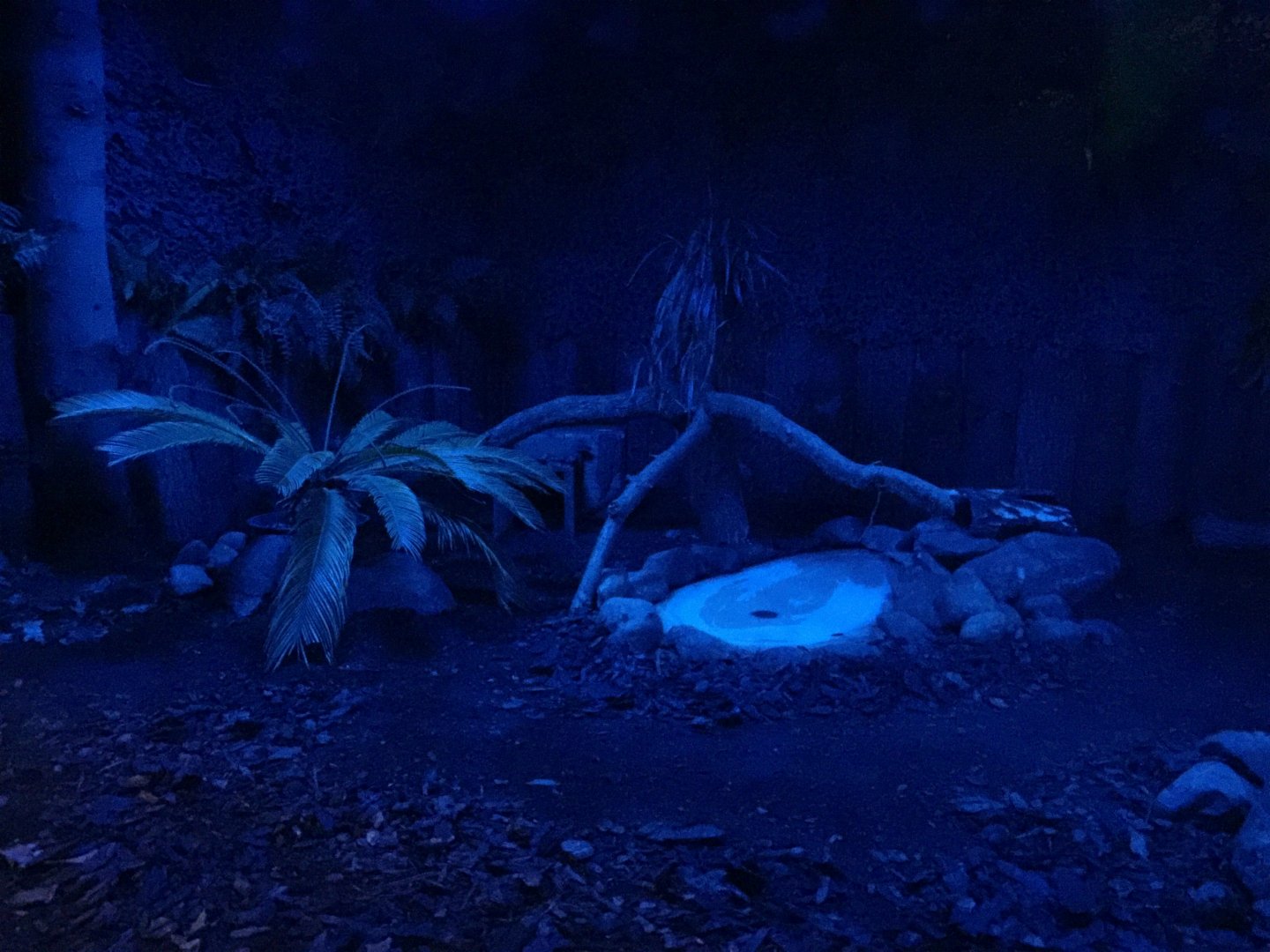 Inside the Kiwi house (24/3-19)