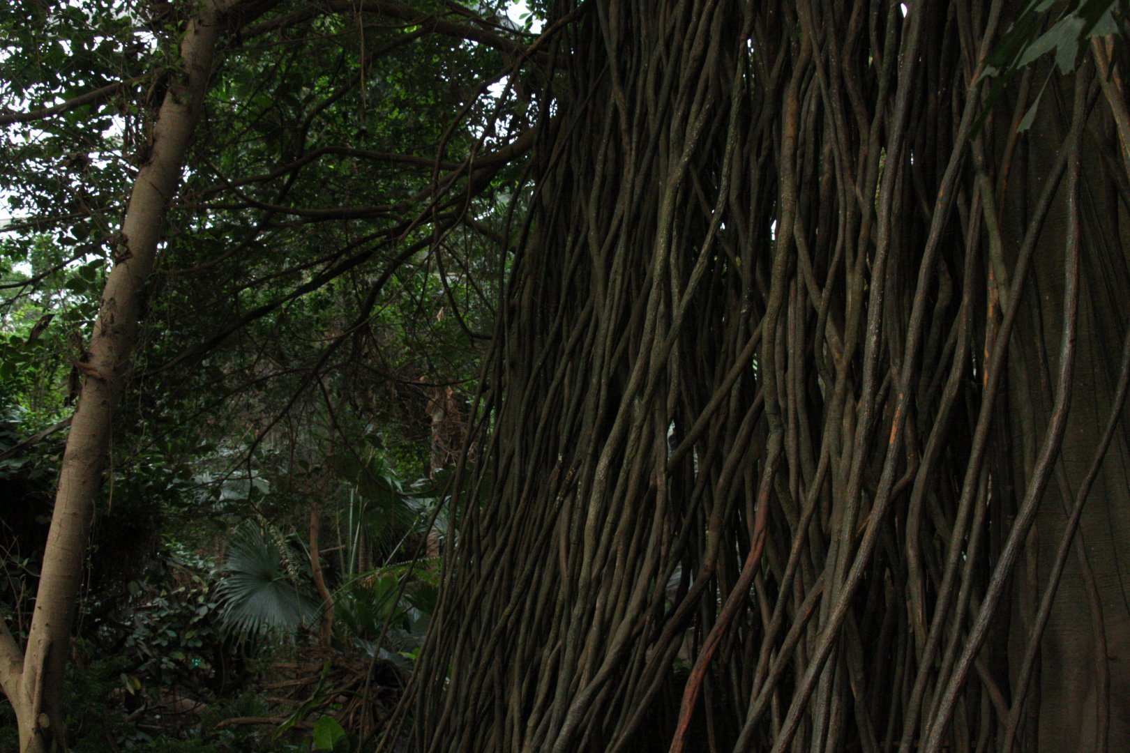 inside the Lied Jungle 2010