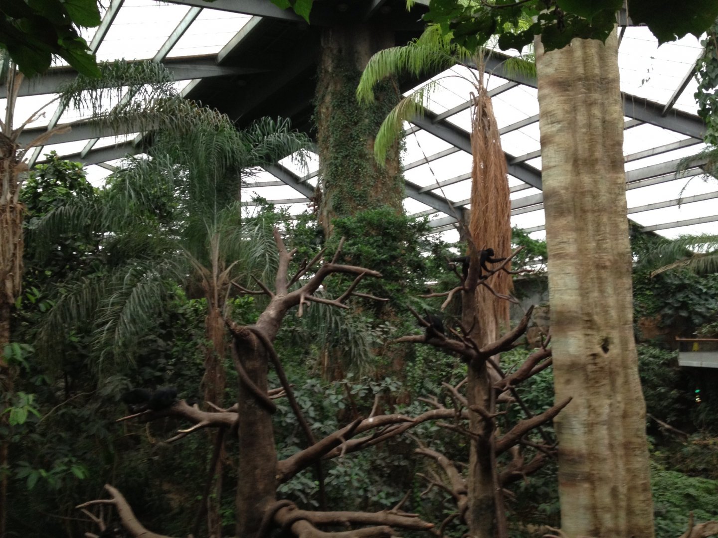 Inside the Lied Jungle 2013