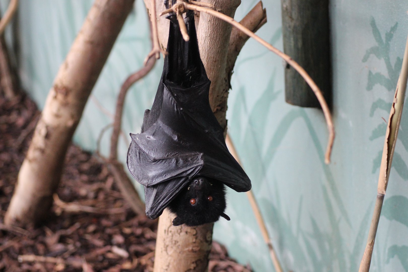 Inside the Livingstone Bat House.