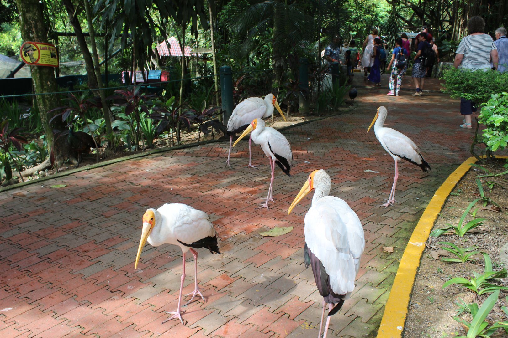 Inside the main aviary