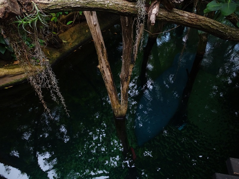 Inside the Manatee House