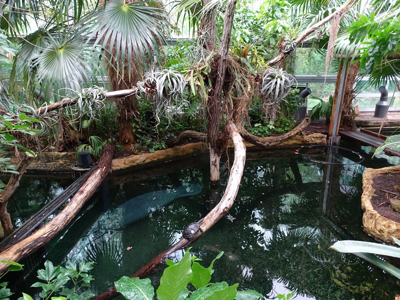 Inside the Manatee House