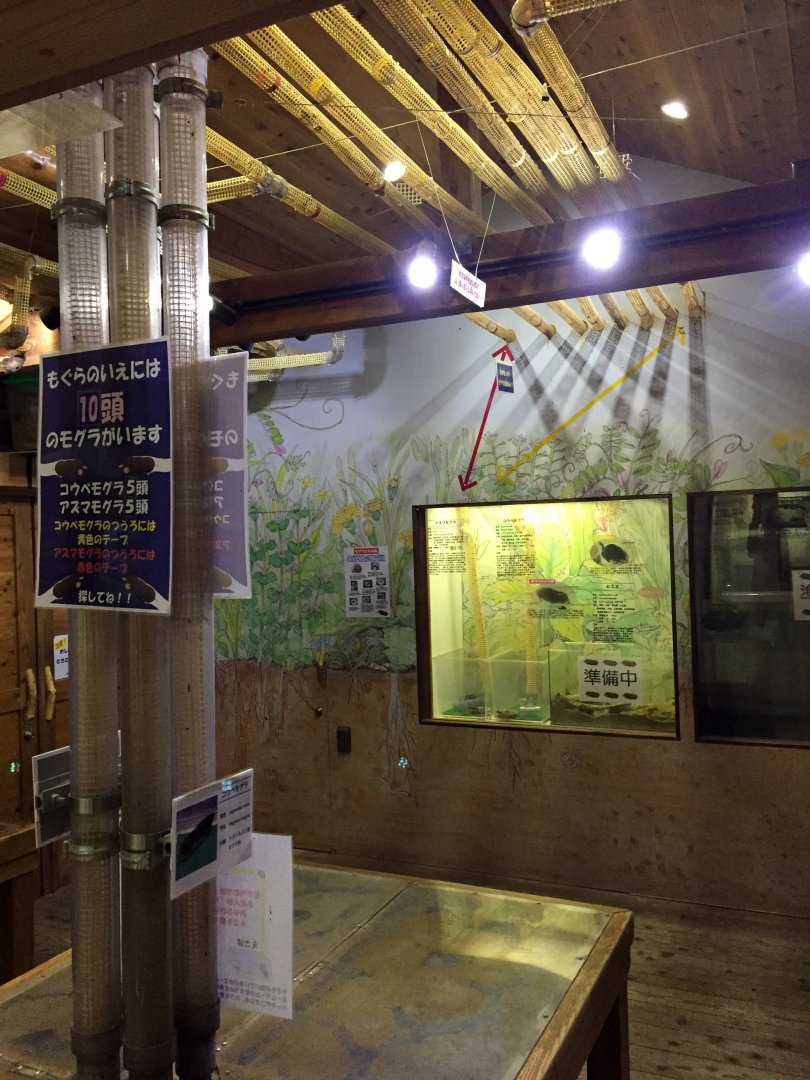 Inside the Mole House