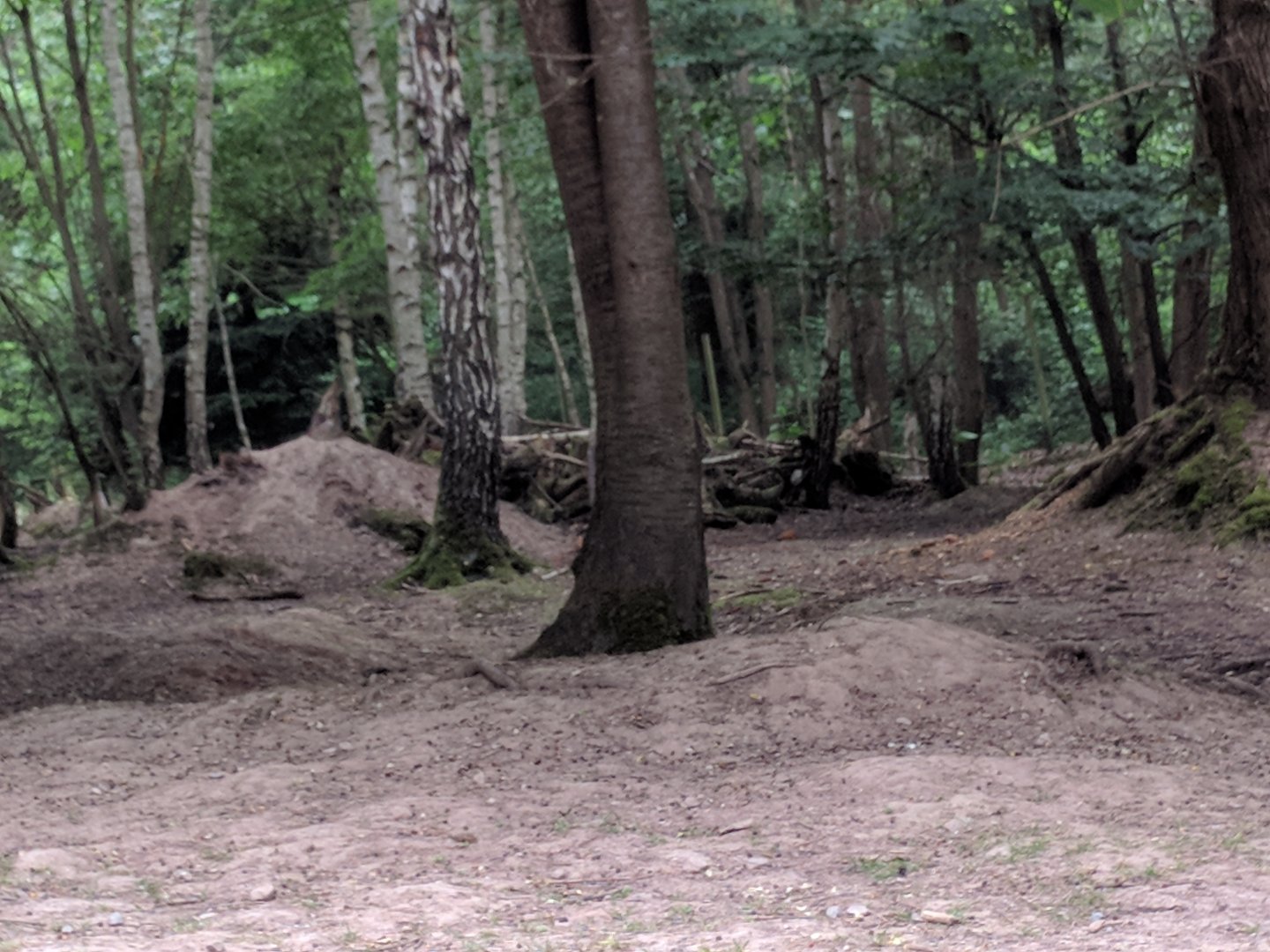 Inside the Muntjak Walkthrough