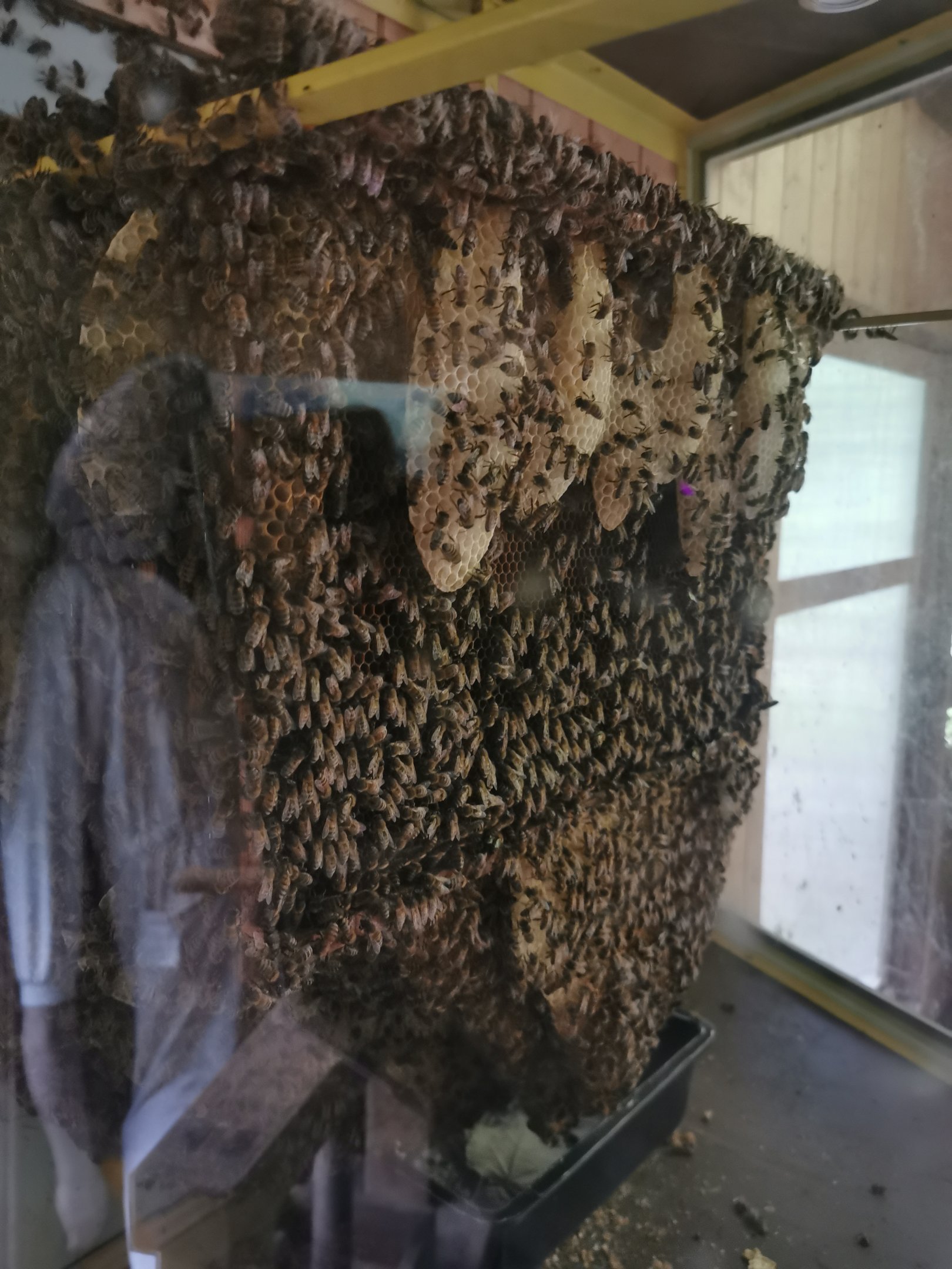 Inside the new Bienenhause - Beehouse