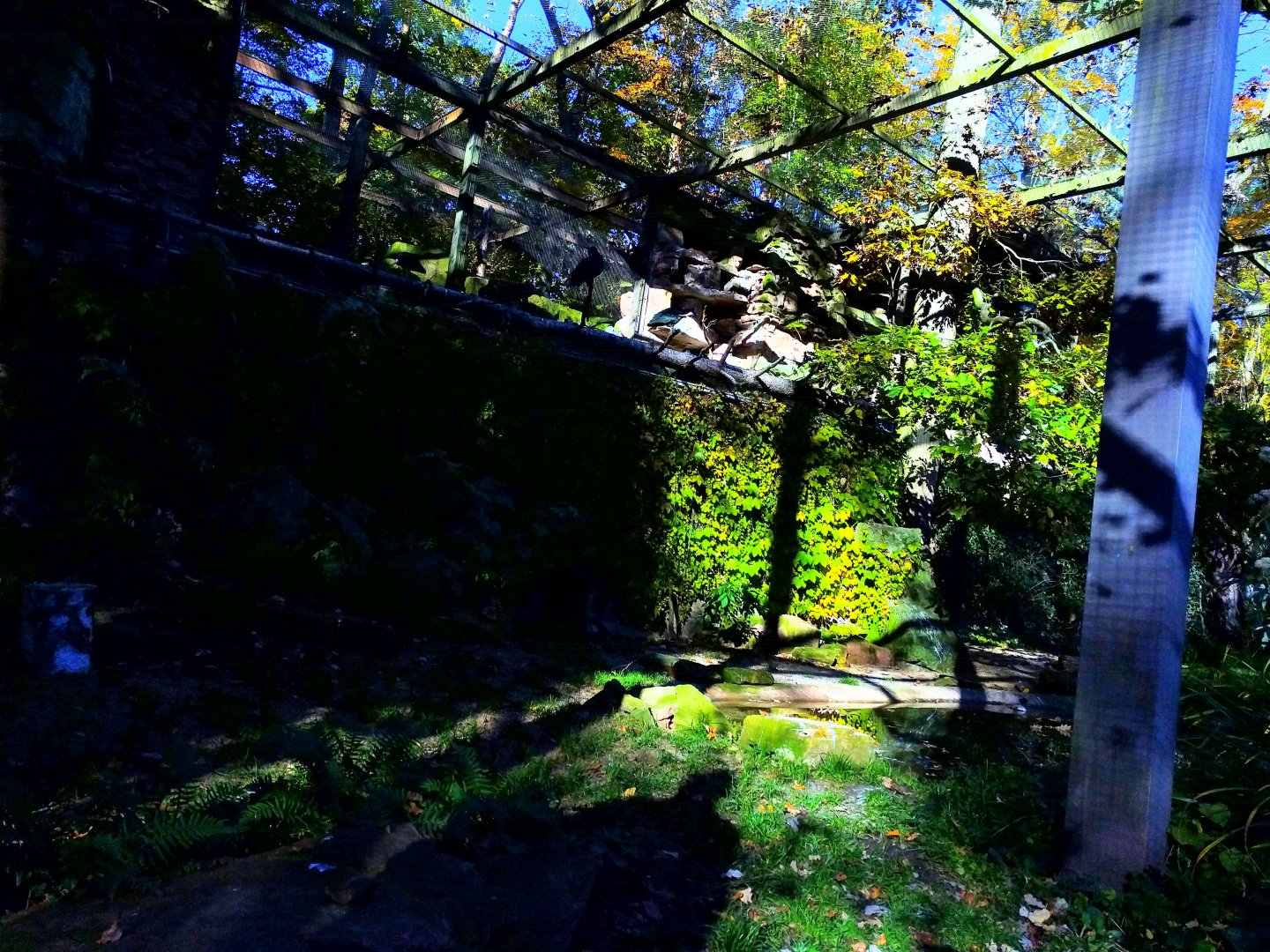 Inside the Northern bald Ibis Aviary