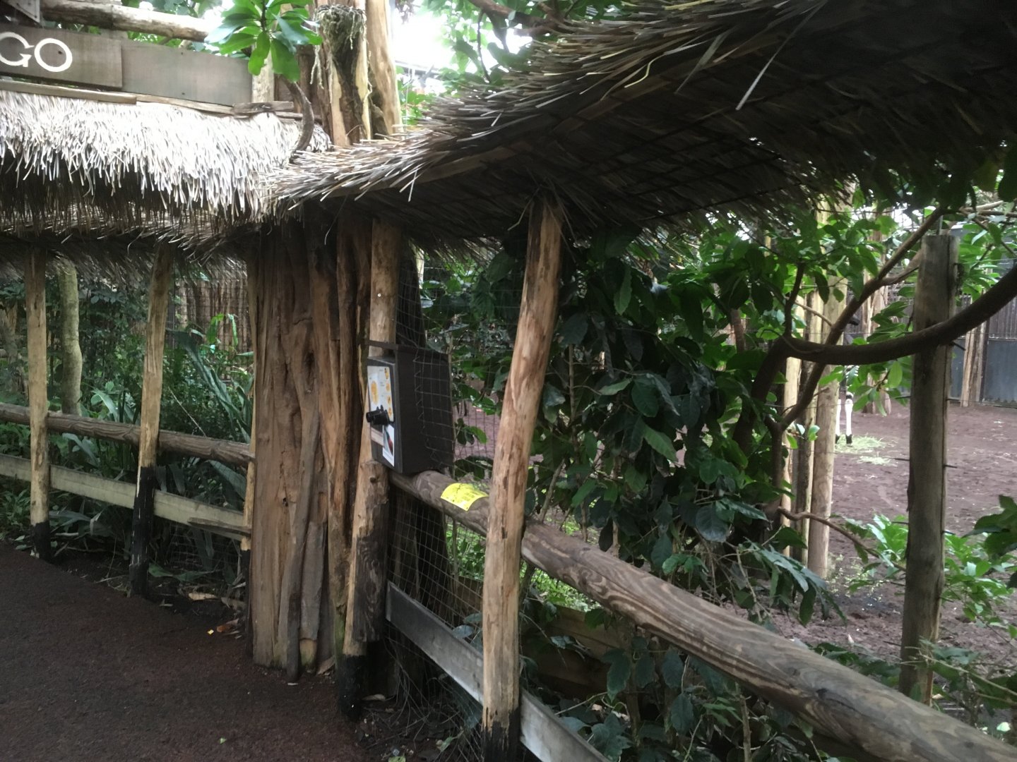 Inside the okapi jungle