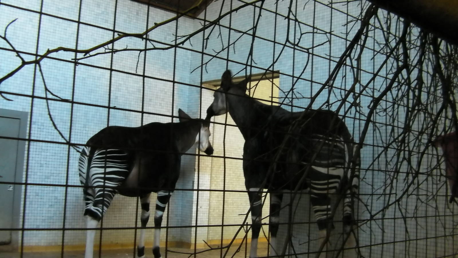 Inside the Okapis House - 24.03.2012