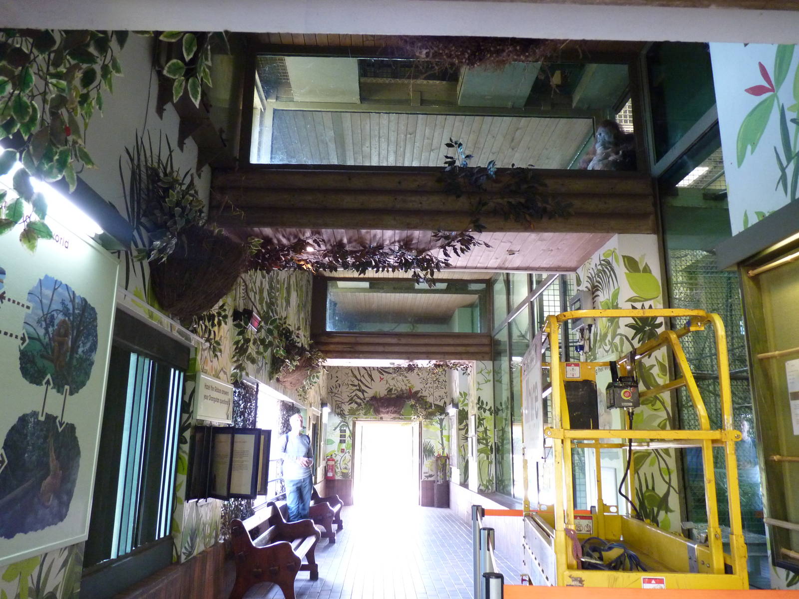 Inside the Orangutan House, April 2013