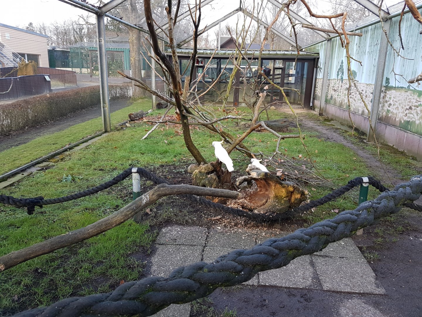 Inside the Parrot-aviary - Triton cockatoos
