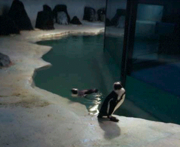 Inside the Penguin Exhibit 1976