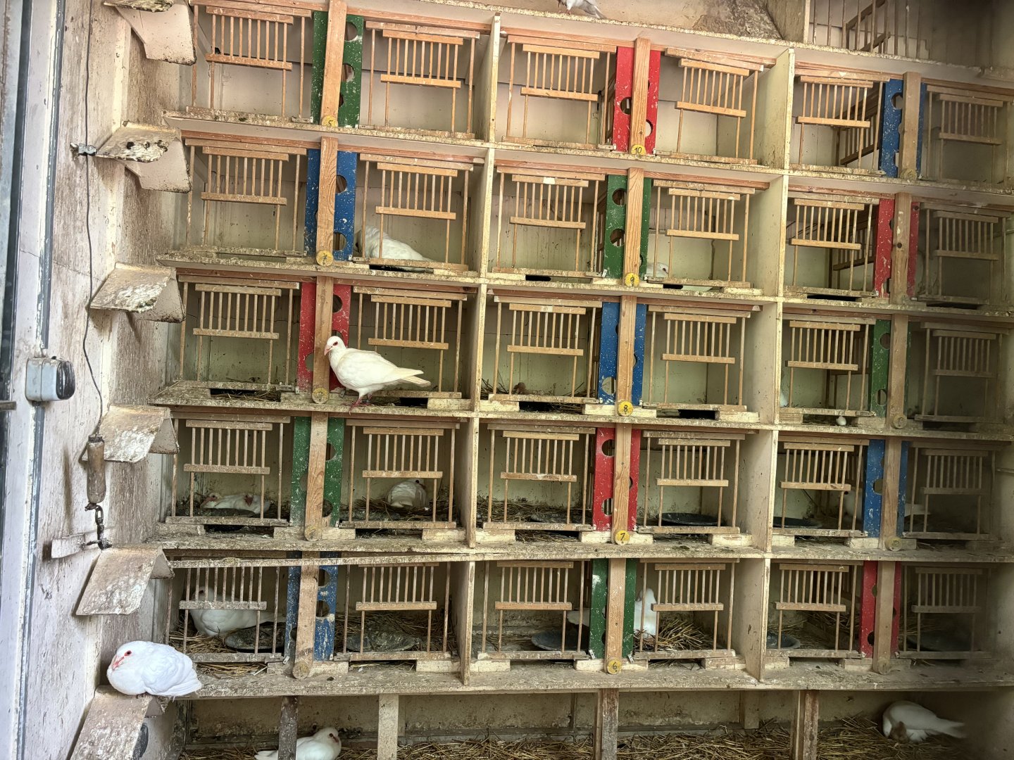 Inside the Pigeon Tower at Zoologischer Garten Hof