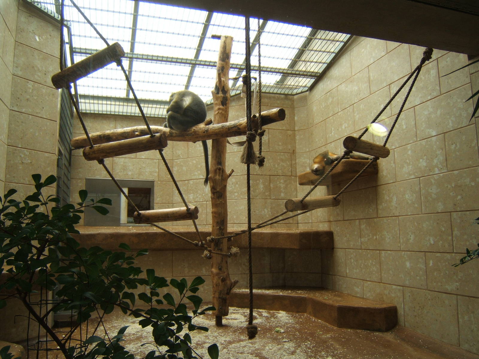 Inside the primate House,exhibit for Golden-bellied Mangabey
