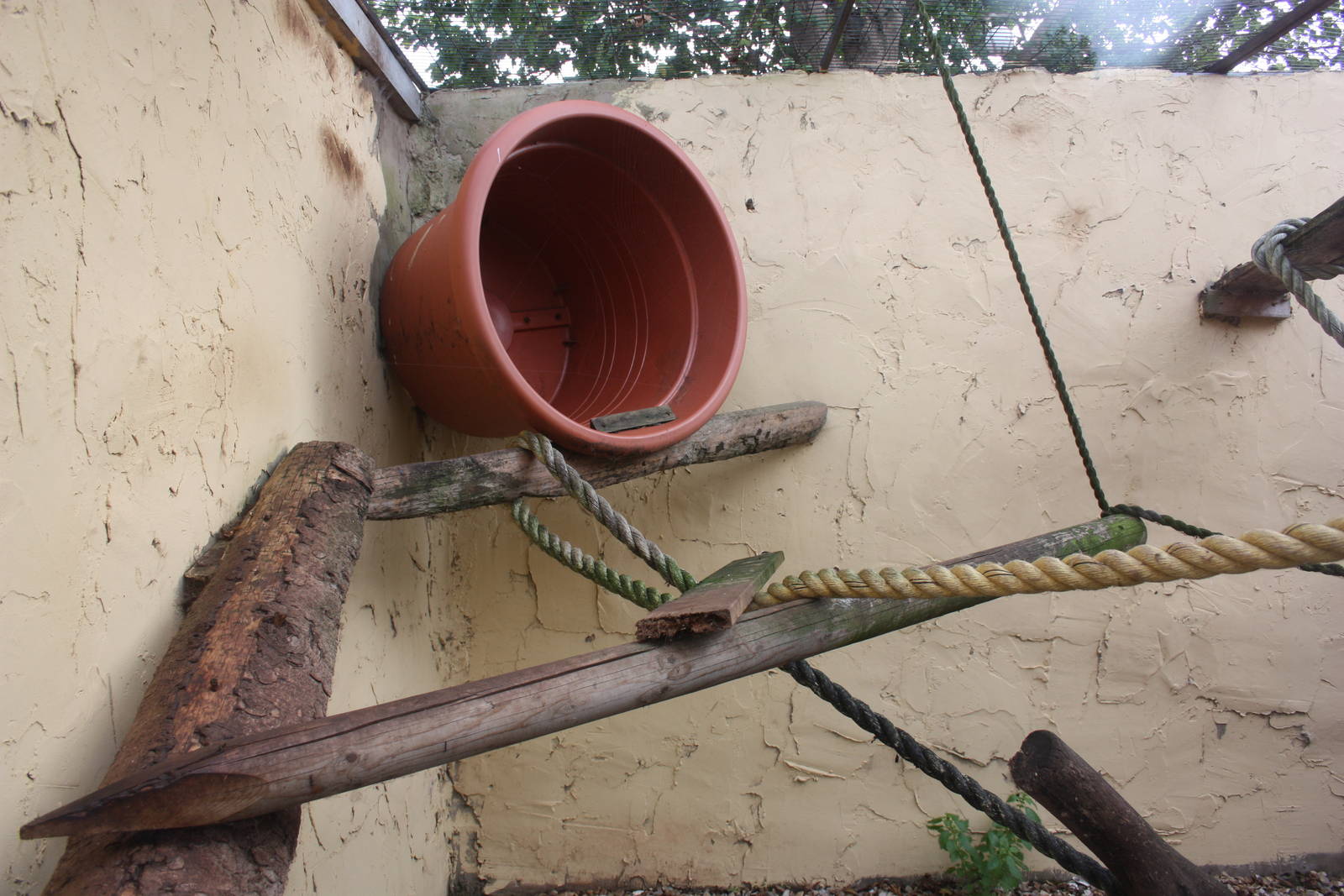 Inside the Raccoon exhibit, 23rd September 2014