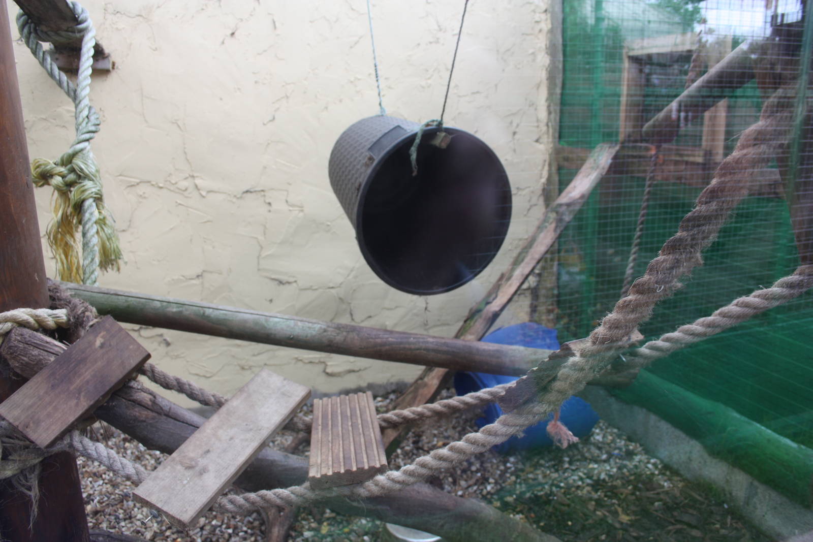 Inside the Raccoon exhibit, 23rd September 2014