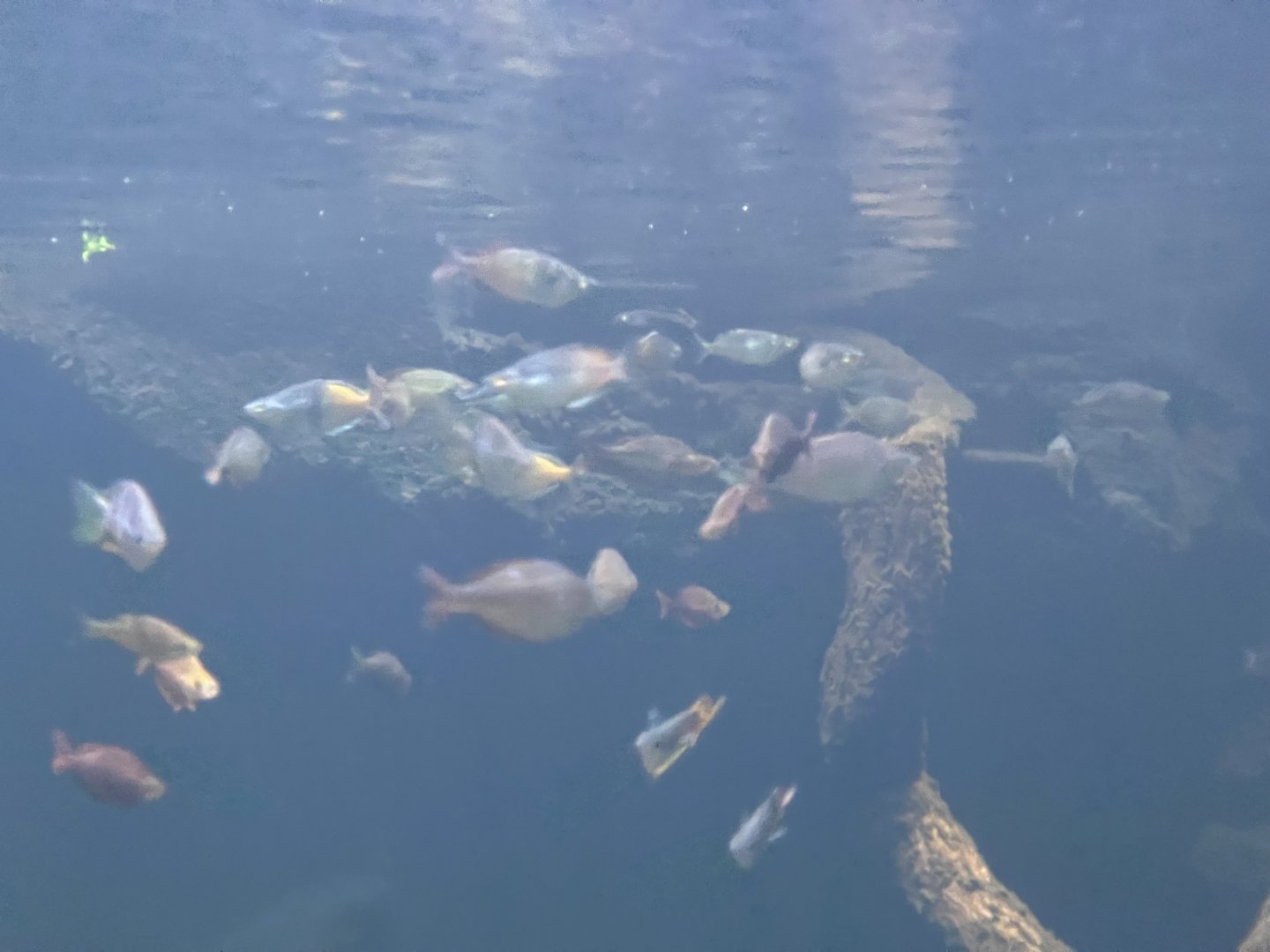 inside the rainbowfish tank - dunia air tawar