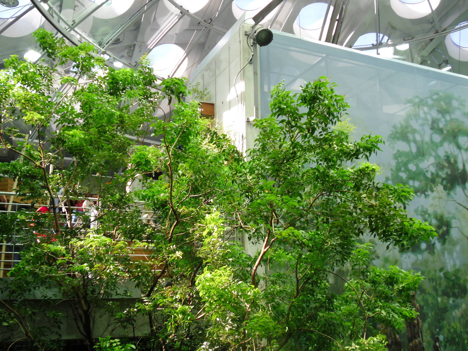 Inside the Rainforest Sphere