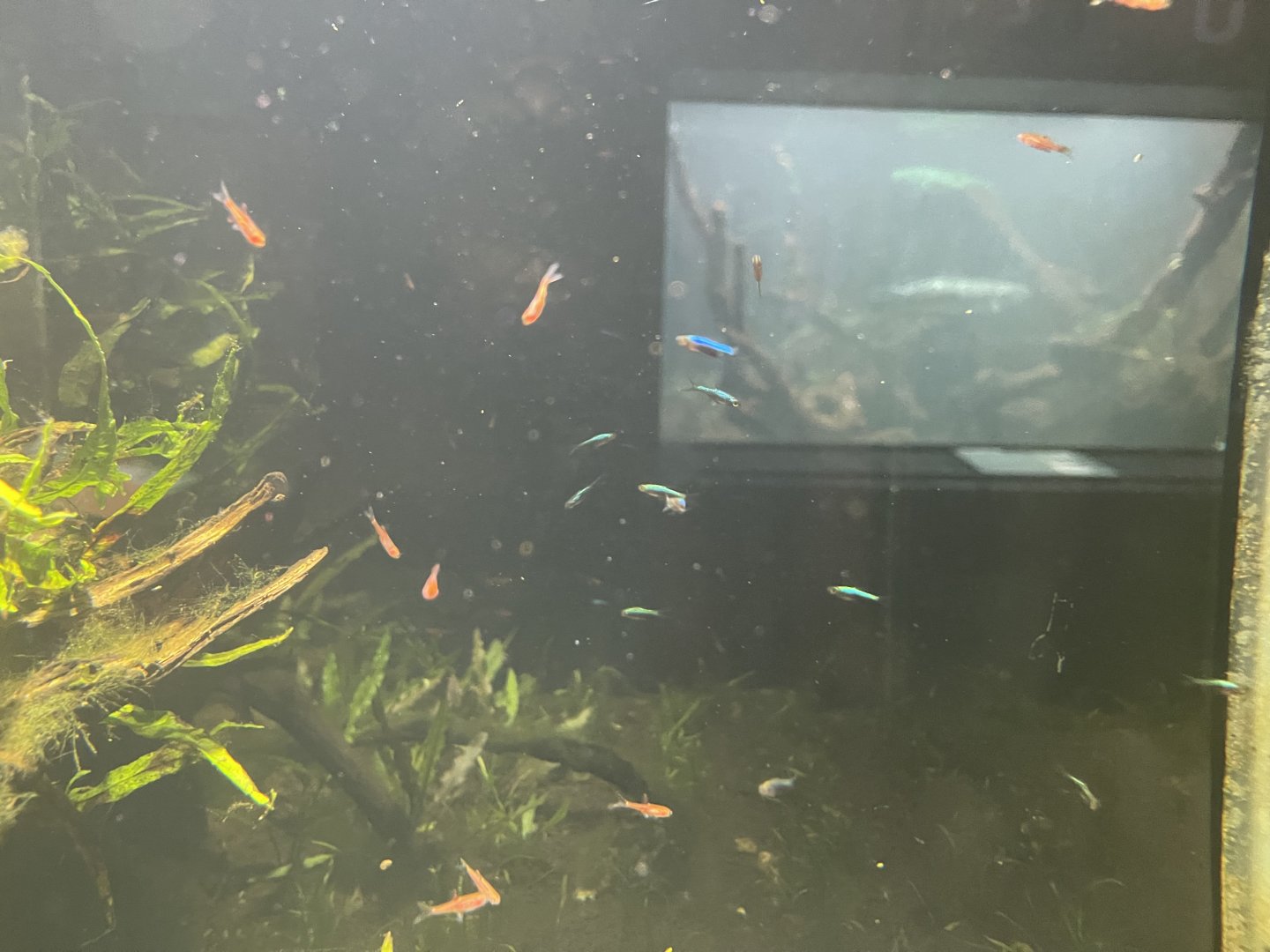 inside the rasbora tank - dunia air tawar