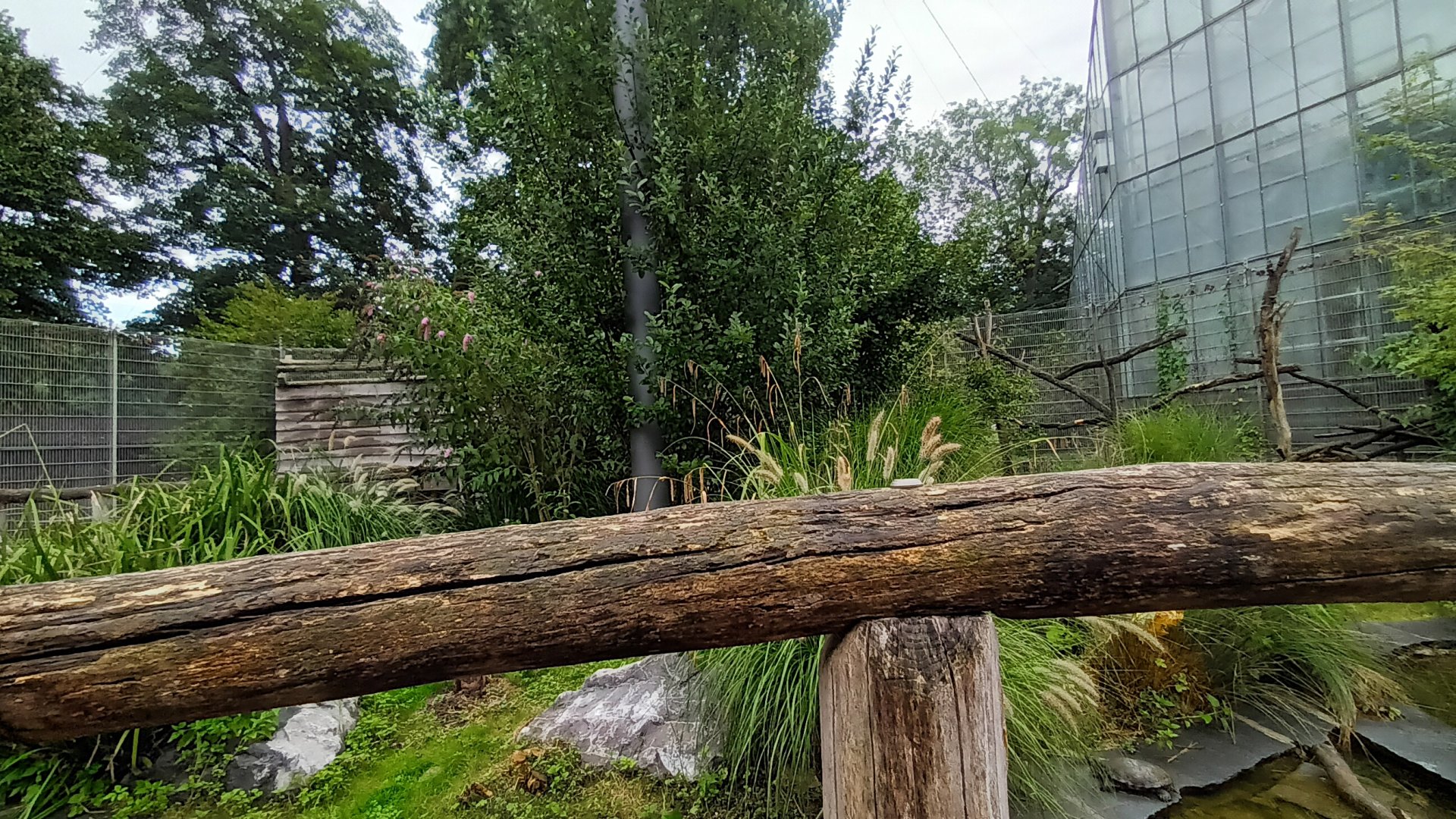 Inside the Red eared Slider and Northern bald Ibis Walk through Aviary
