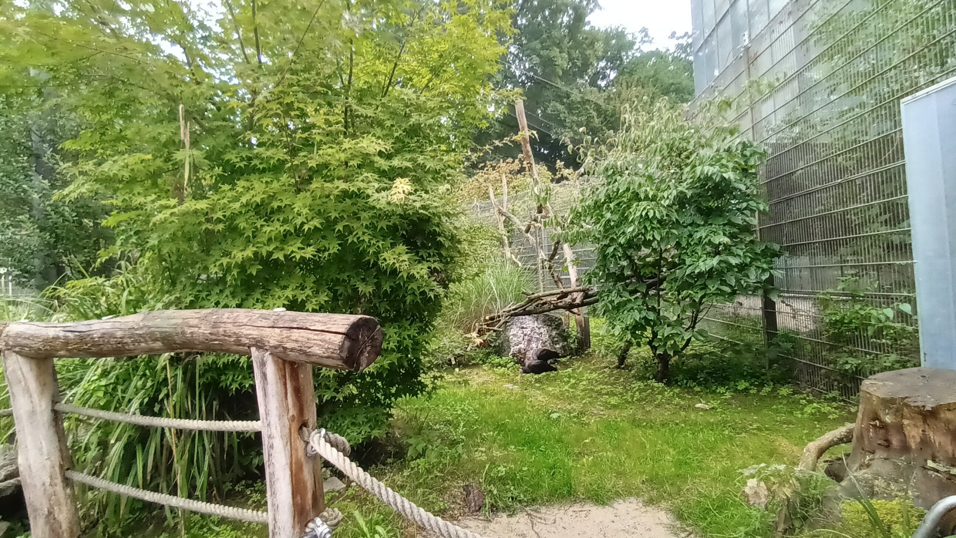 Inside the Red eared Slider and Northern bald Ibis Walk through Aviary