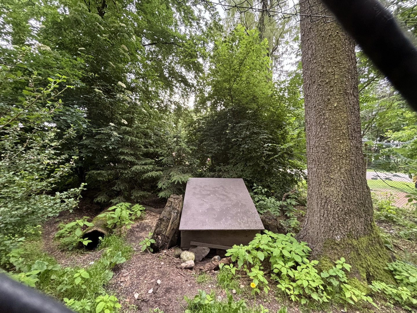 Inside the Red Fox/European Badger Enclosure at Wildpark Poing