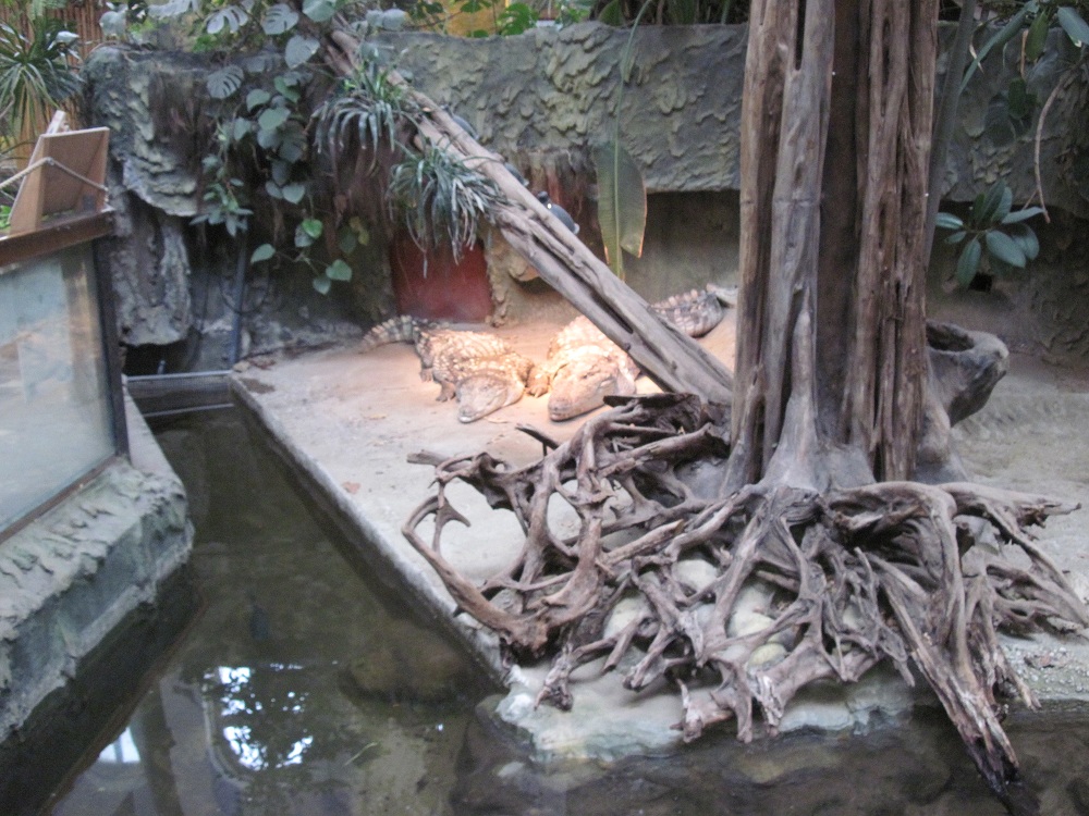 Inside the Reptile House