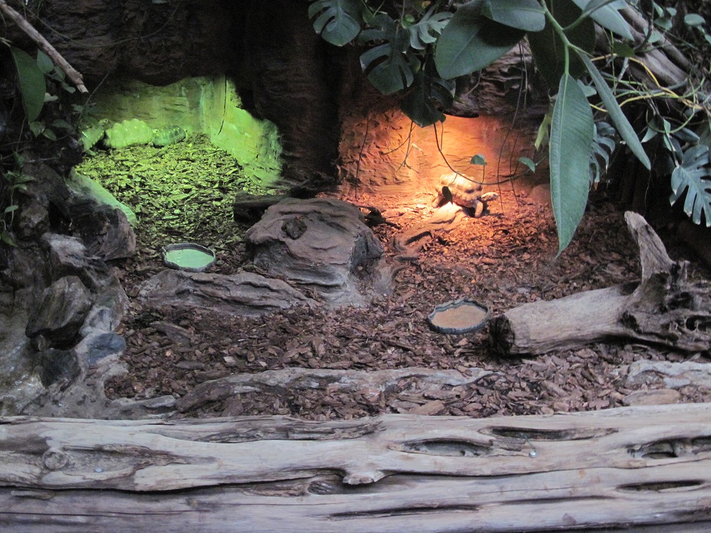 Inside the Reptile House
