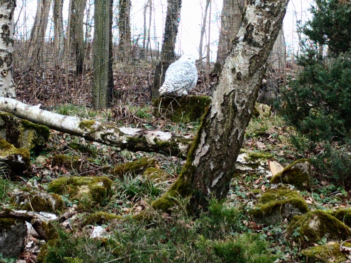Inside the Snowy Owl Aviary