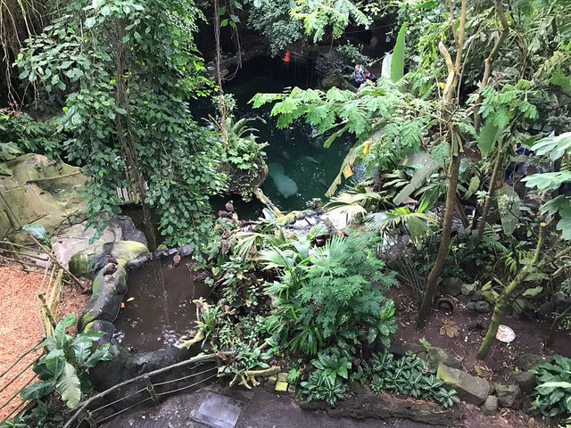 Inside the South-America dome (including manatee)